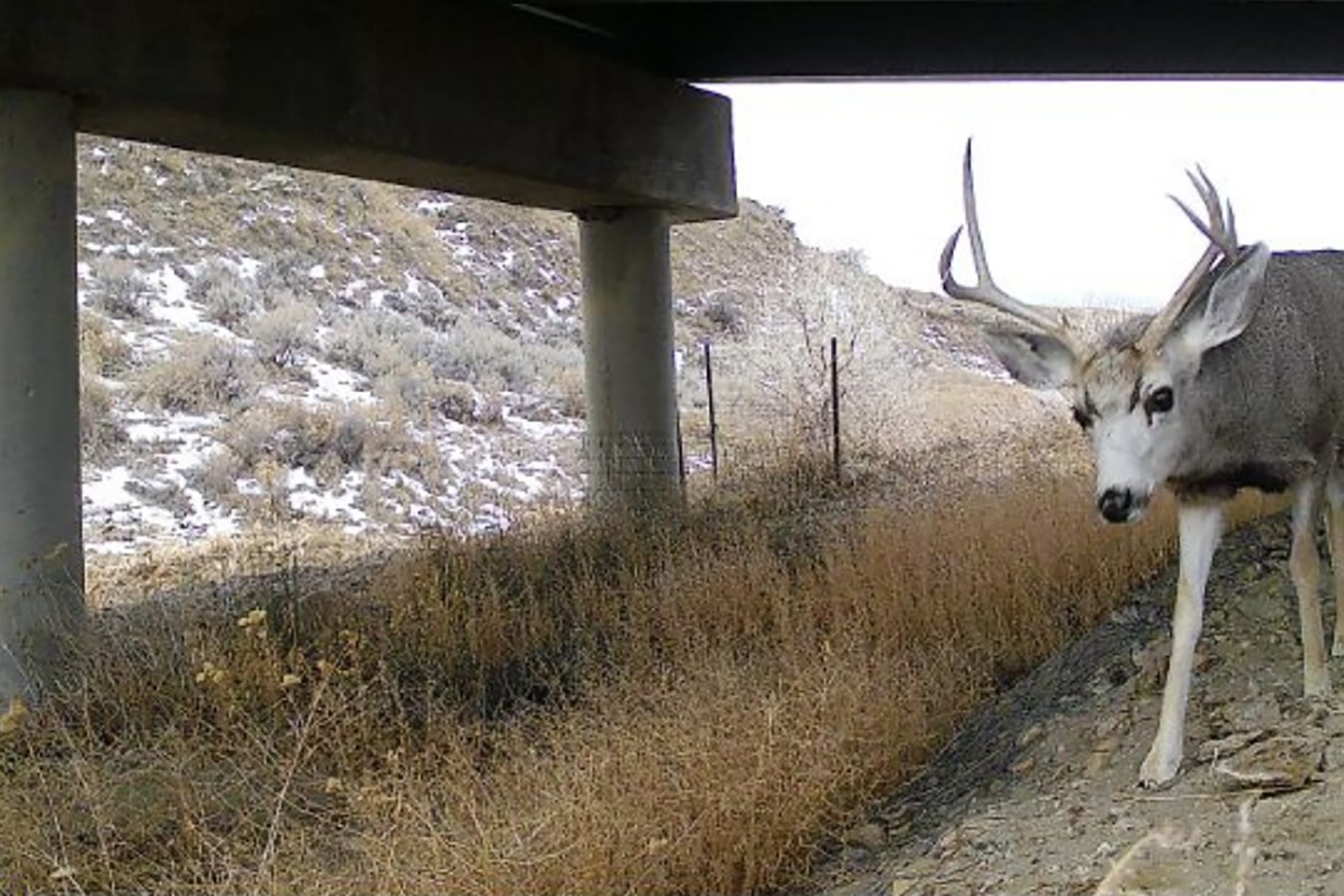 A mule deer buck uses an underpass along Interstate 25 north of Kaycee. A nearly completed wildlife crossing there should save as many as 40 deer a month from getting struck on the highway.