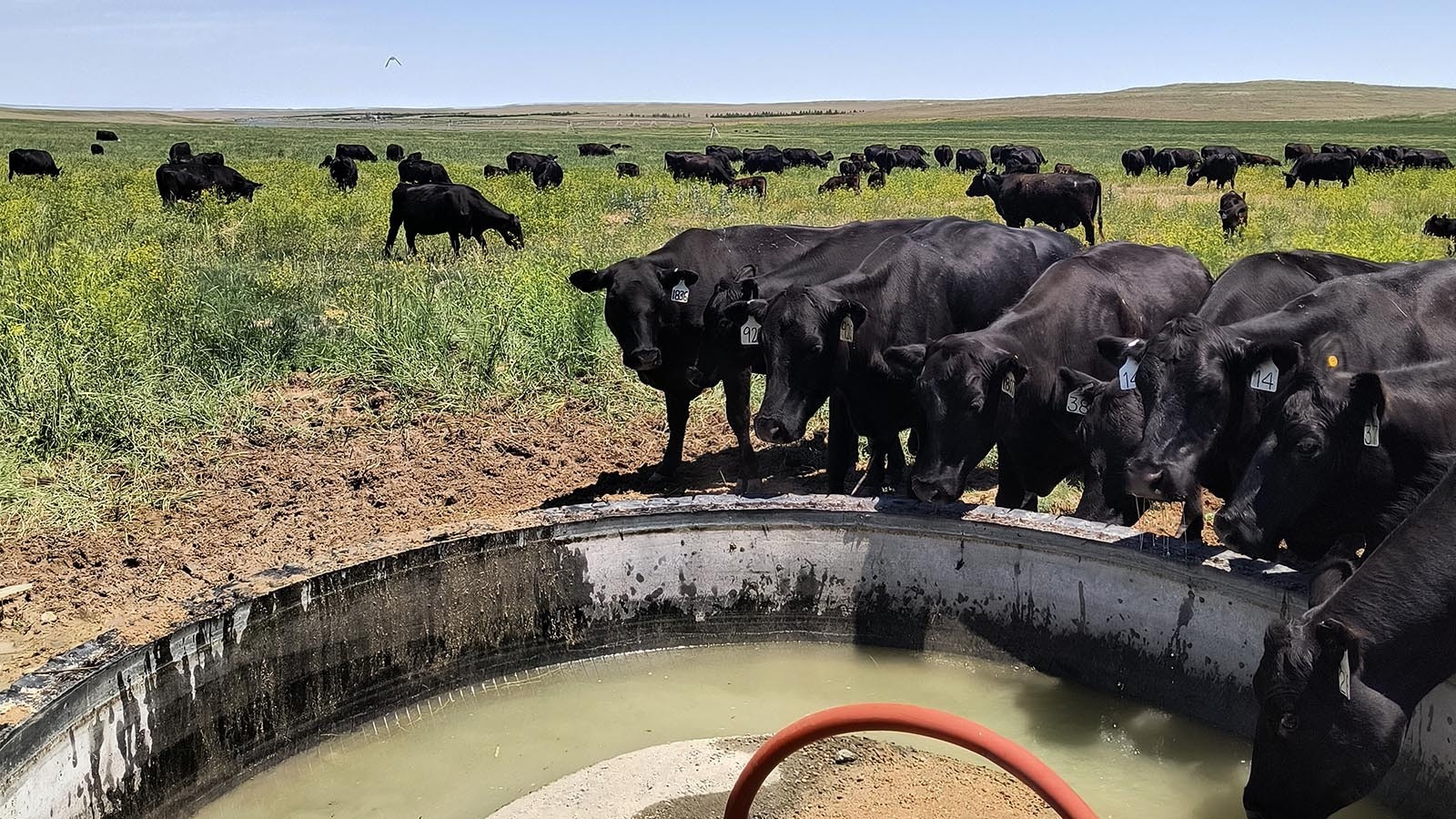 Farmers and ranchers in eastern Laramie County are worried about whether huge data centers springing up in Cheyenne will leave them with enough water for their cattle and crops.