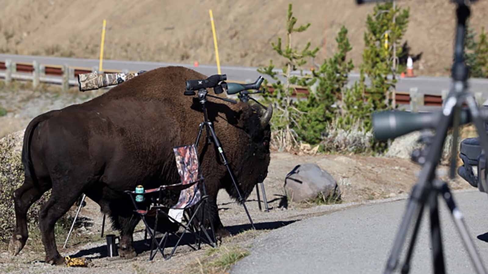 A crowd of about 40 people had stopped on a road in Yellowstone National Park photographing a large grizzly gnawing on a carcass in a recent wildlife photo op. While they were focused on the bear, a large bison crashed the party, sending them scrambling.