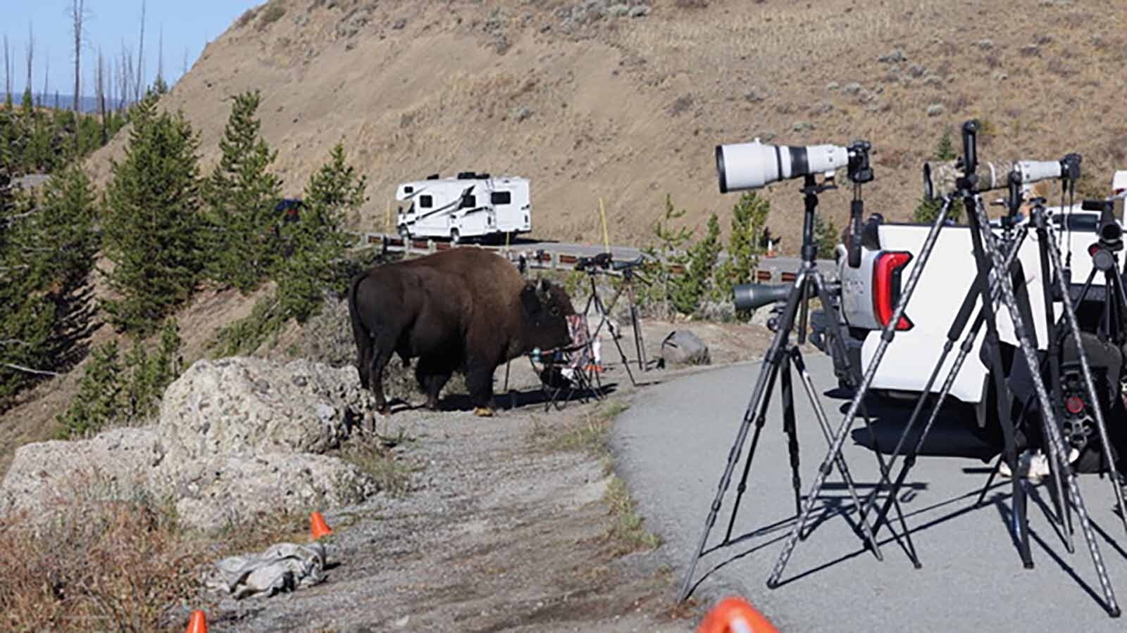 A crowd of about 40 people had stopped on a road in Yellowstone National Park photographing a large grizzly gnawing on a carcass in a recent wildlife photo op. While they were focused on the bear, a large bison crashed the party, sending them scrambling.