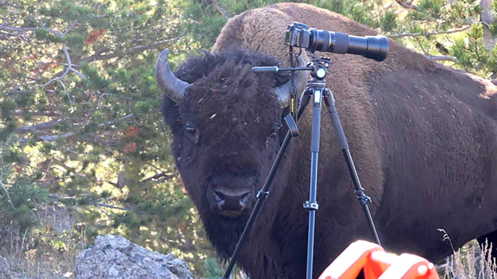 A crowd of about 40 people had stopped on a road in Yellowstone National Park photographing a large grizzly gnawing on a carcass in a recent wildlife photo op. While they were focused on the bear, a large bison crashed the party, sending them scrambling.