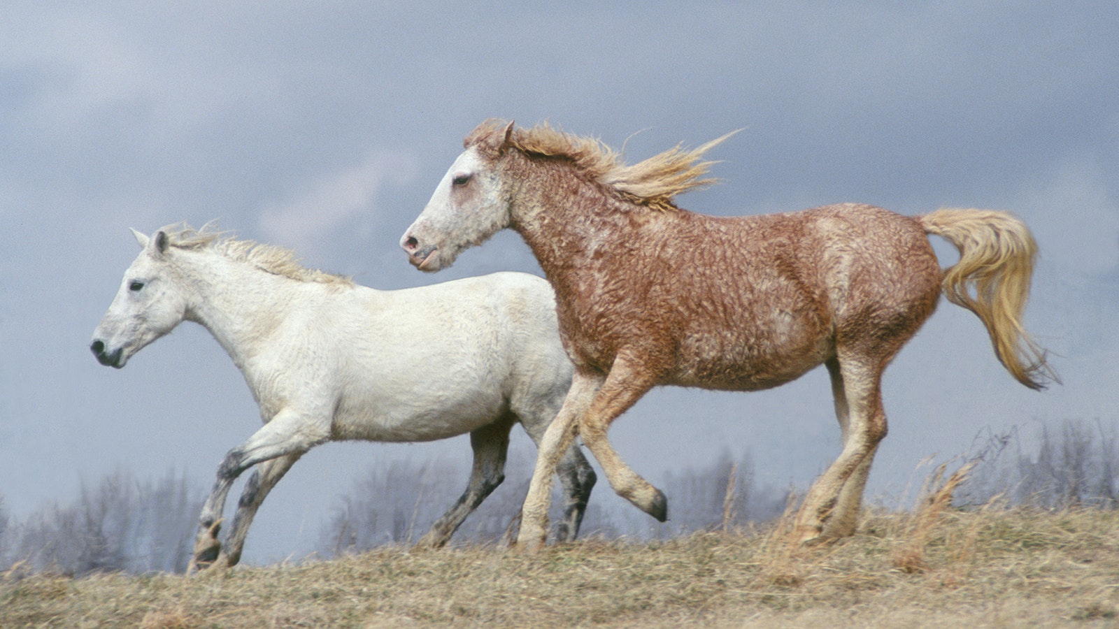 Two of a herd of horses with curly coats and manes.