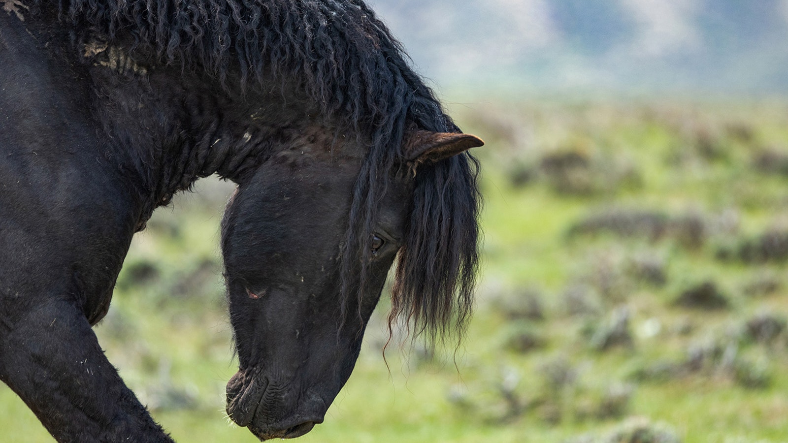 Bubba was a legendary curly-maned stallion that was part of the Salt Wells Creek herd near Rock Springs.