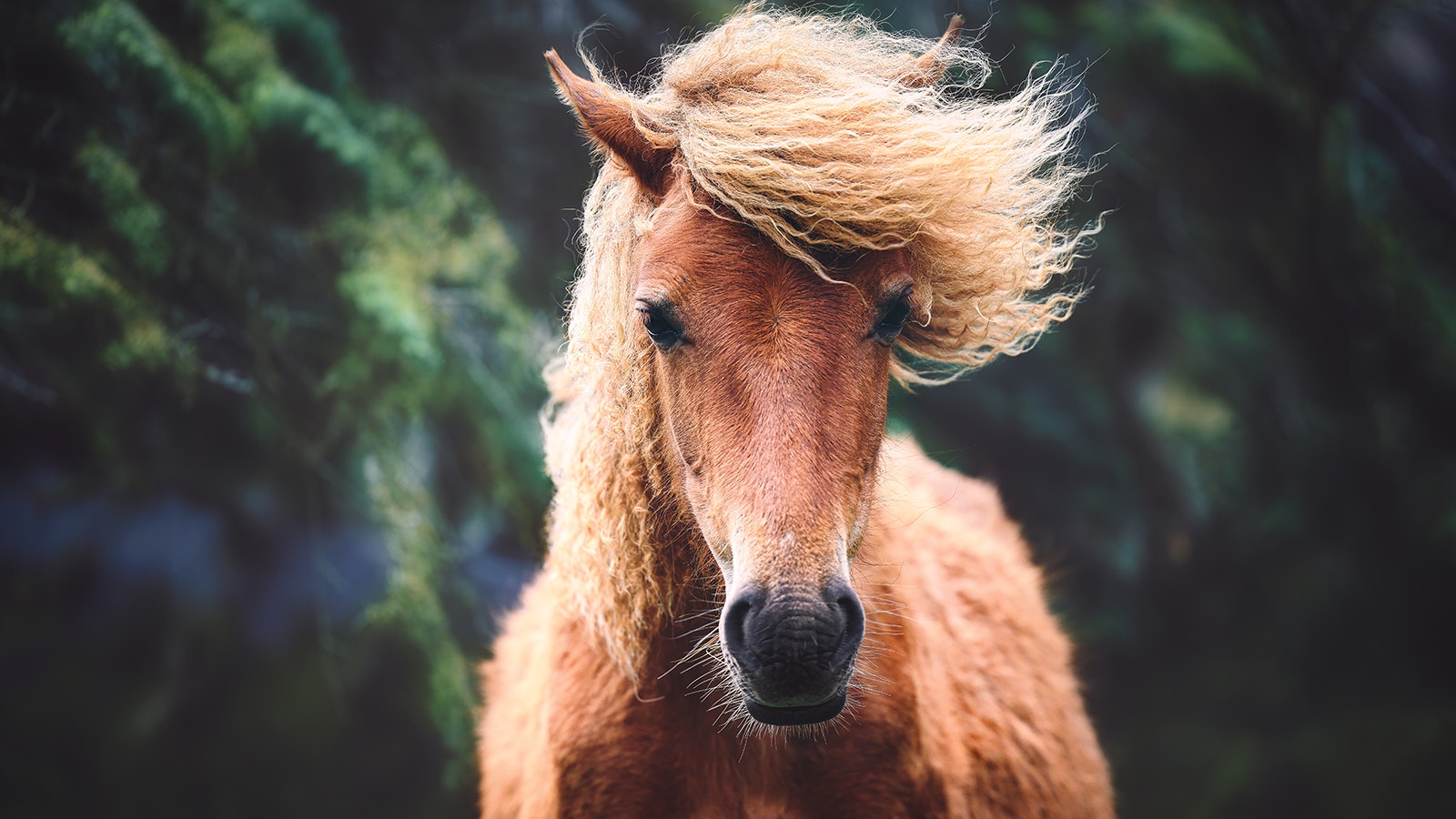 A rare horse with a curly coat and mane.