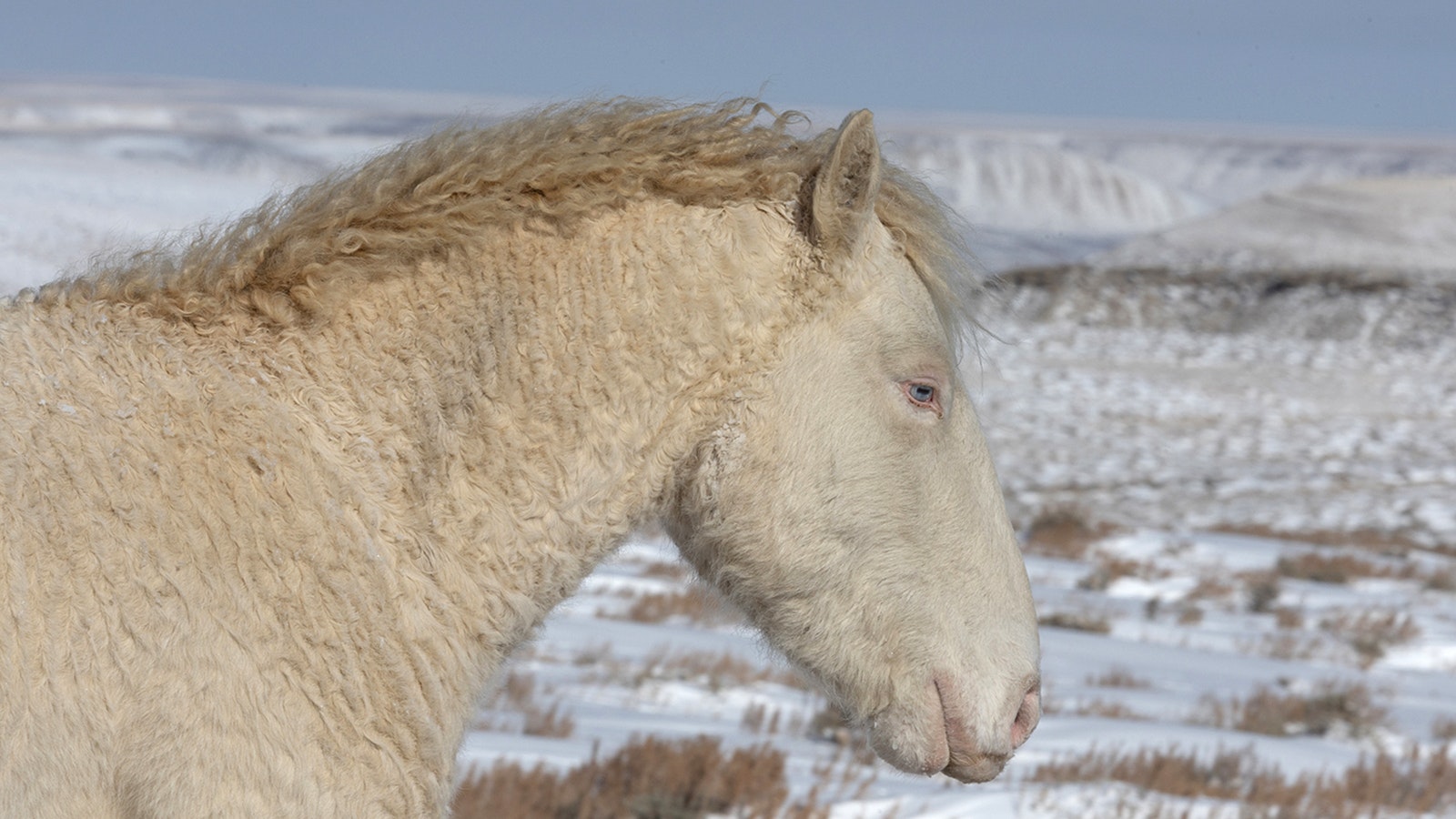 A mustang called Julian, part of the Salt Wells Creek herd near Rock Springs, grows a rare curly coat during the winter.