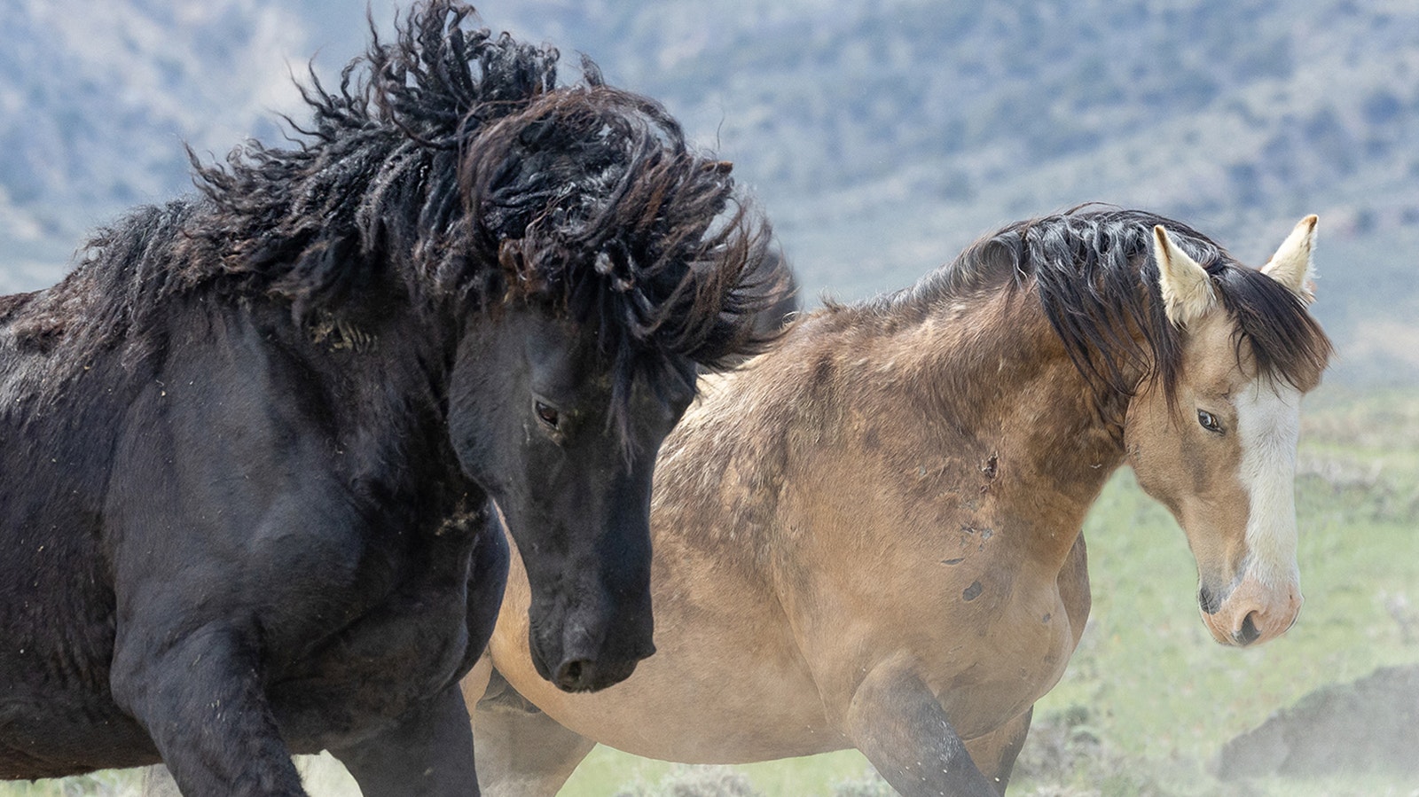 Stallions Bubba and Scarface have curly manes, a rare characteristic found among the Salt Wells Creek mustang herd near Rock Springs.