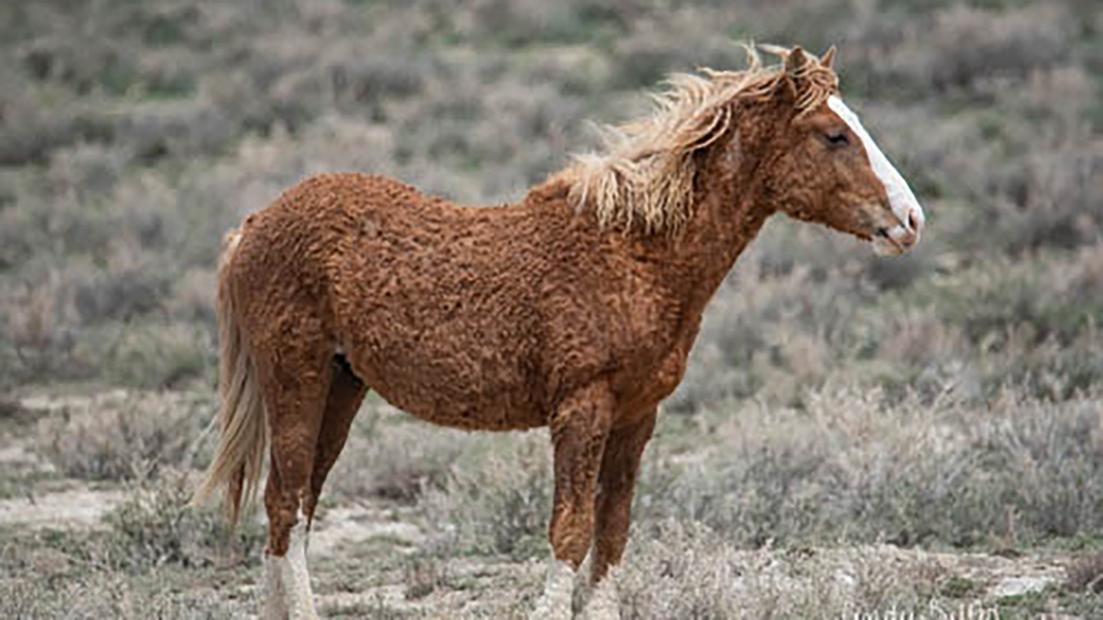 The Salt Wells Creek mustang herd near Rock Springs is only one of two herds in Wyoming known to have horses with curly coats.