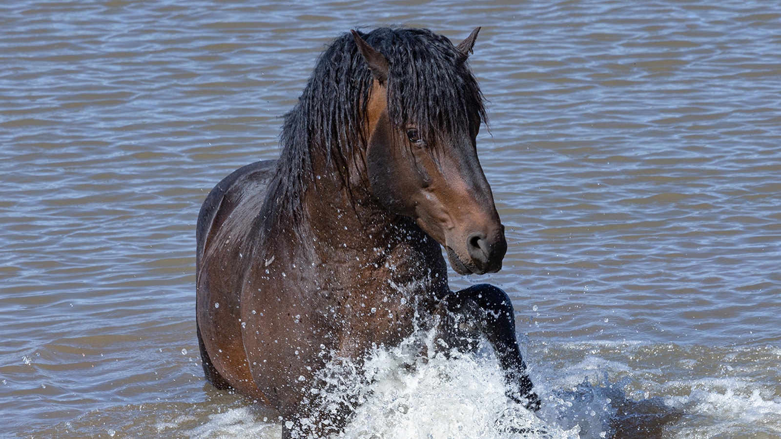 A Stallion named Ike is one of Wyoming rare mustangs with curly manes. He’s part of the Salt Wells Creek herd near Rock Springs.