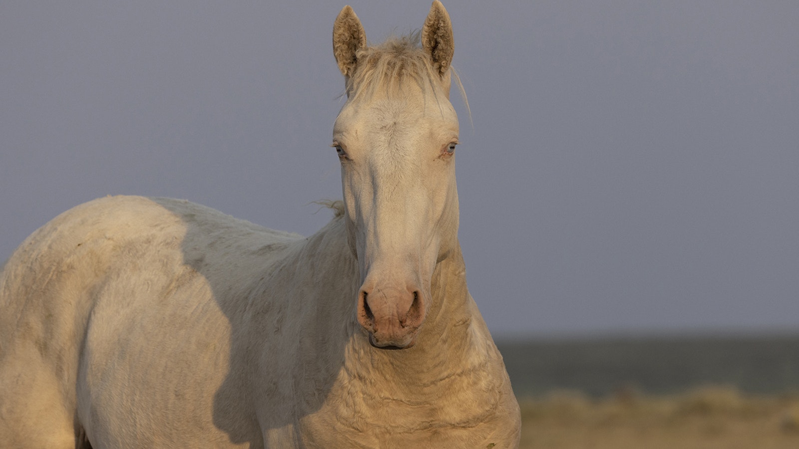 A mustang called Julian, part of the Salt Wells Creek herd near Rock Springs, has a coat like that of other horses during the summer.