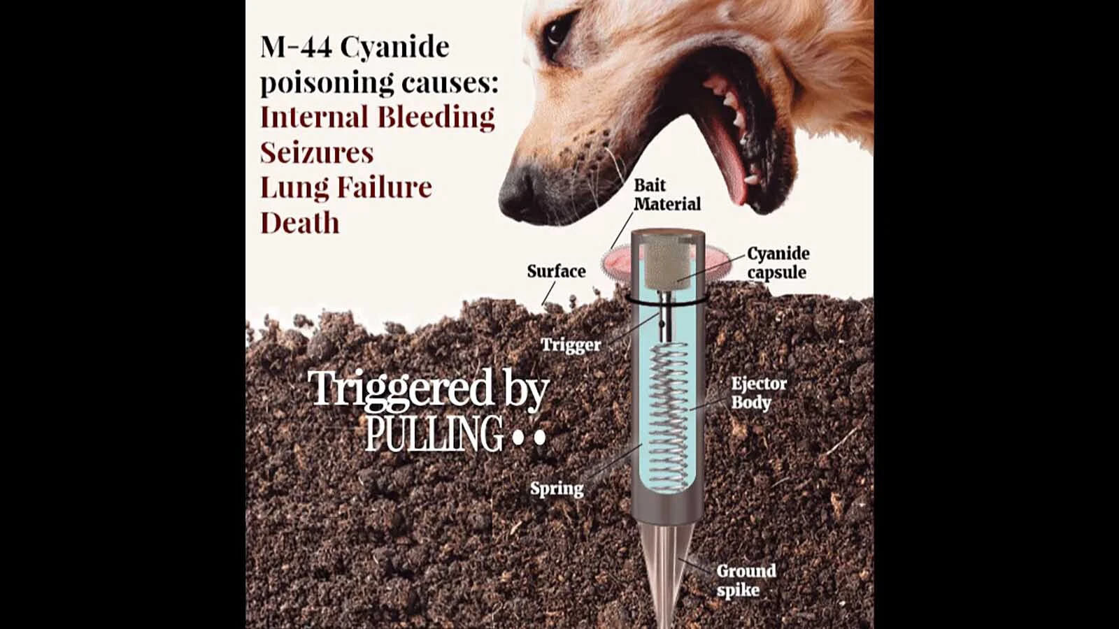 After a roughly three-year ban on M-44 cyanide bombs to kill coyotes on public land, the Trump administration has cleared the way for them to be used.