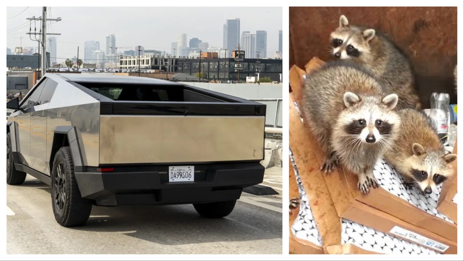 Raccoons Mistake Cybertruck For Dumpster, And Wyoming Auto Experts 