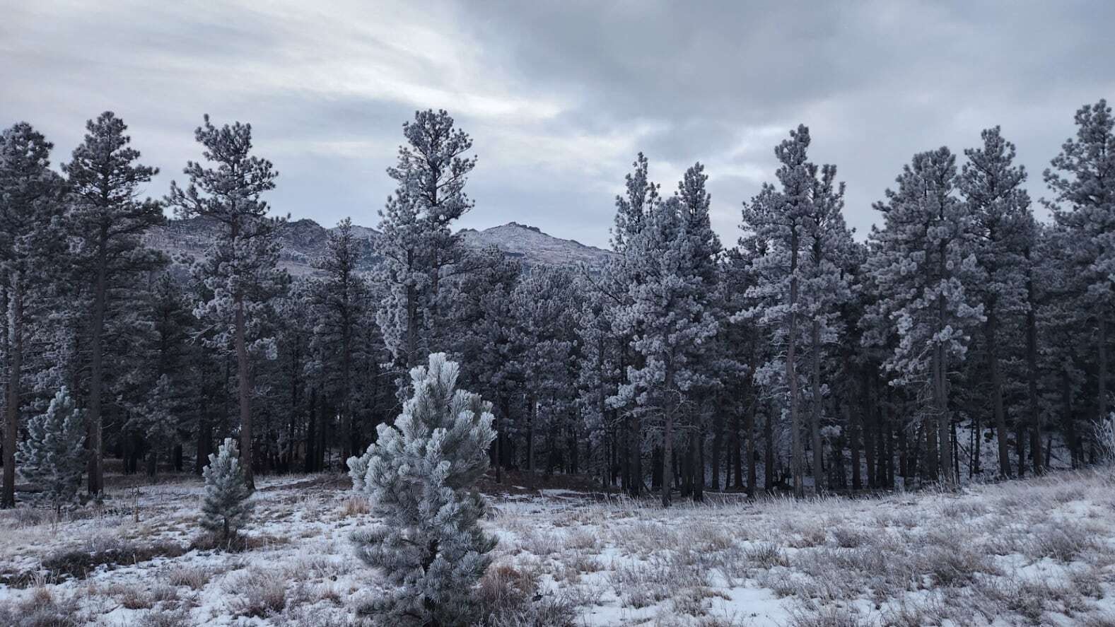 "Frosty morning on the mountain. Albany peak in the background. Love the clean, crisp air up there!"