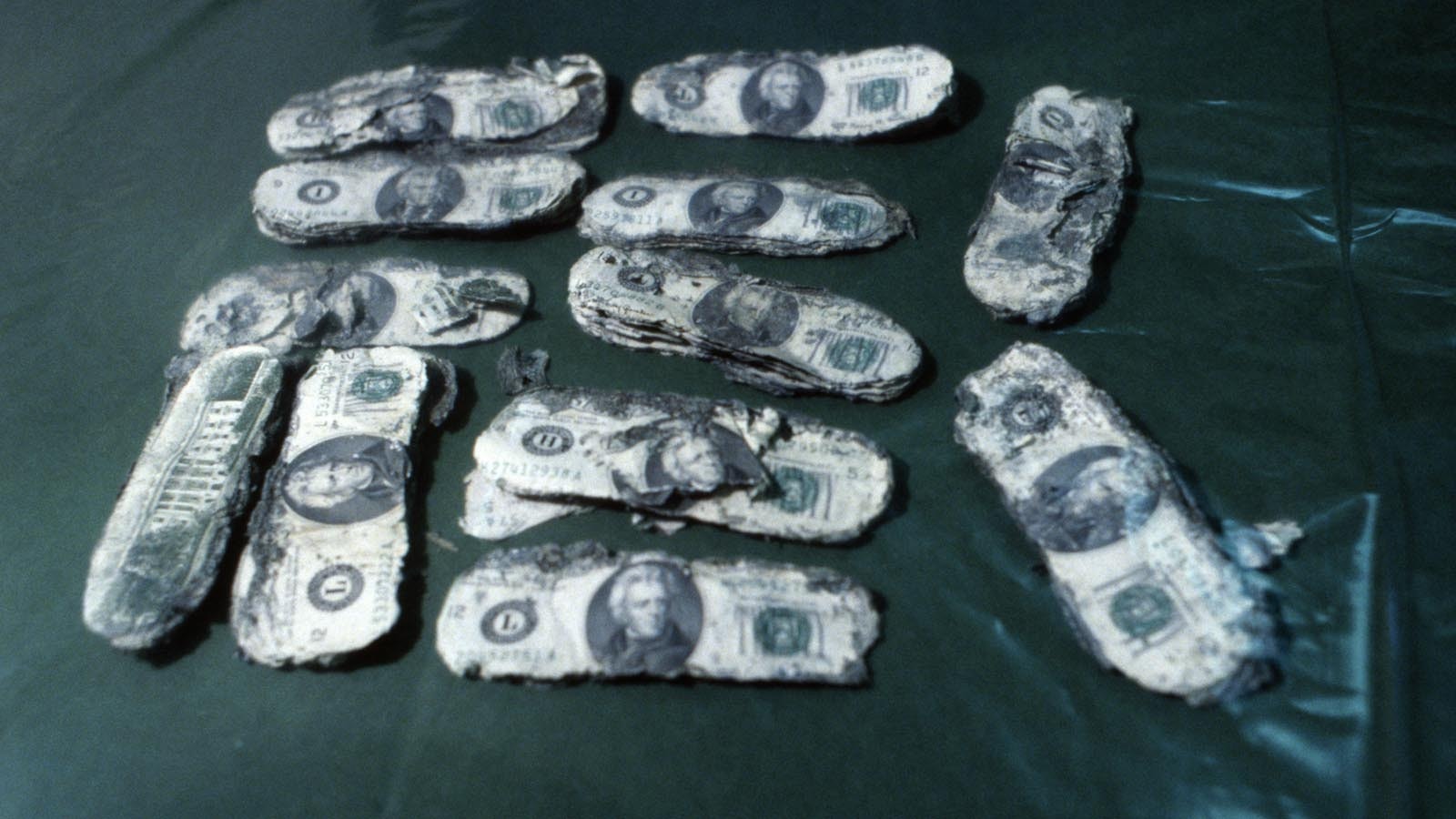 The badly decomposed $20 bills were shown to the press after a check of their serial numbers showed that they were identical to the bills given to hijacker D.B. Cooper on Nov. 24, 1971. The money was found by Brian Ingram, 8, who was searching for firewood while on a family outing with his parents, Mr. and Mrs. Harold Dwayne Ingram, in Vancouver, Washington. The money was found on the north shore of the Columbia River, partially buried in the sand.