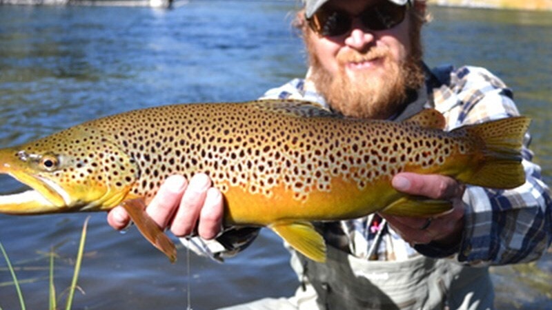 DSC 01201 brown Big Sky Anglers