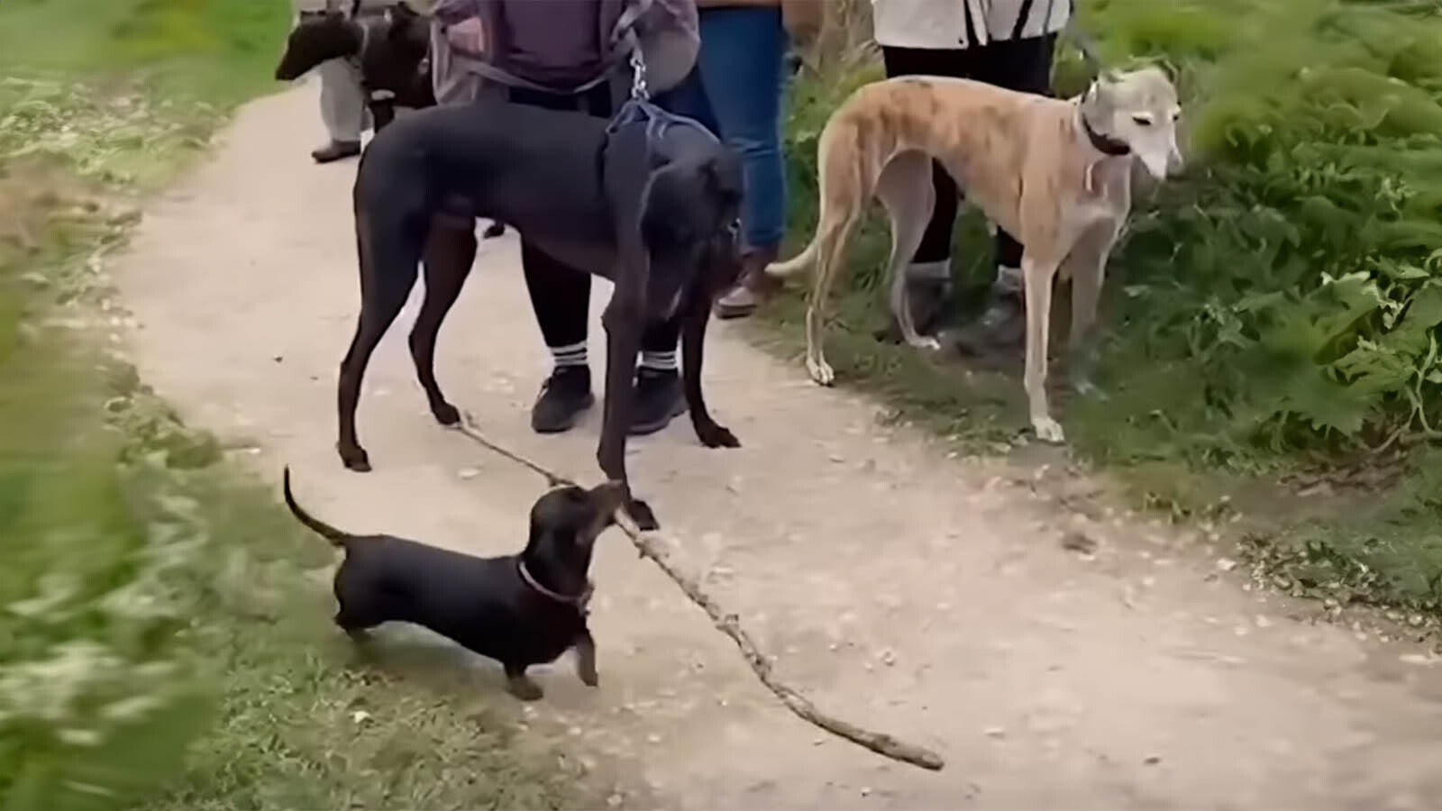 Daily Smile big dog coming through 3 30 25