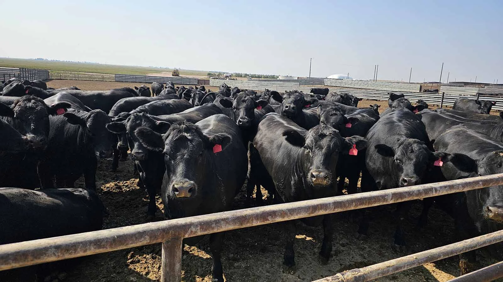 Dairy beef cattle at Burnett Enterprises near Carpenter. Dairy beef is a new trend that crosses dairy cattle with Angus cattle to produce higher value dairy bull calves helping to improve margins for the dairy.