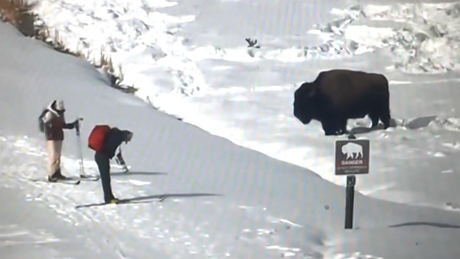 A pair of skiers stop to gawk at a bison near Old Faithful in Yellowstone National Park.