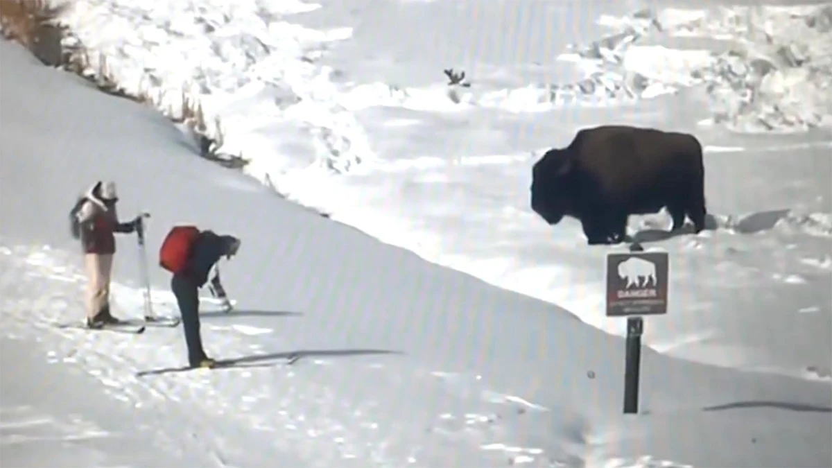 Doesn’t Matter The Season, Tourists Still Get Way Too Close To Bison ...