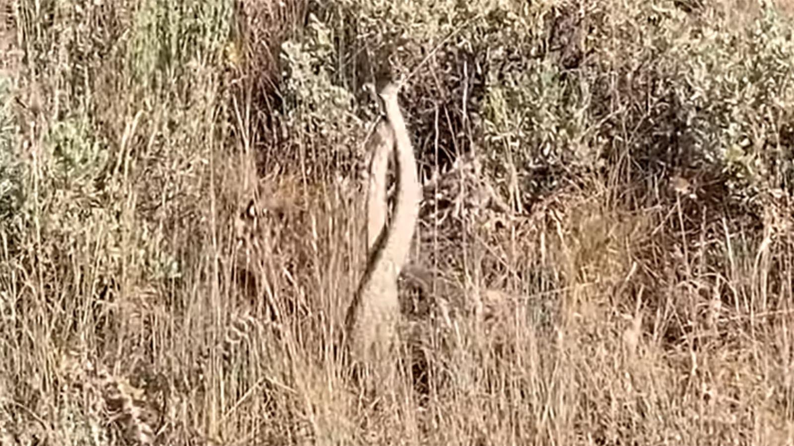 Susannah Bletner of Lander captured this video of two large male Western diamondback rattlesnakes “dancing” in Sinks Canyon. It turns out the snakes were actually wrestling for territorial dominance.