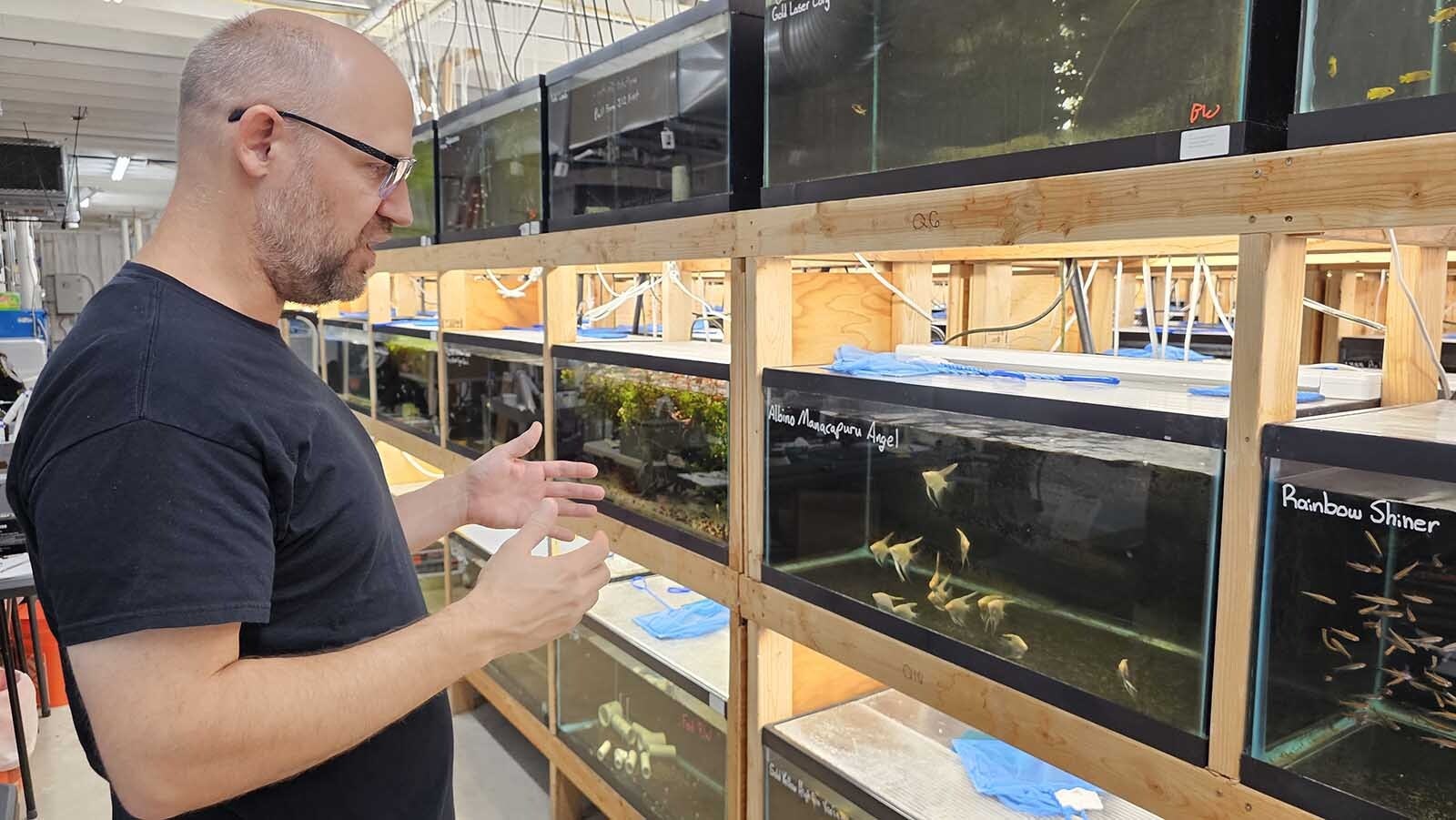 Dan Hornet talks about his fish with Cowboy State Daily at his business in Sheridan's, which is called Dan's Fish.