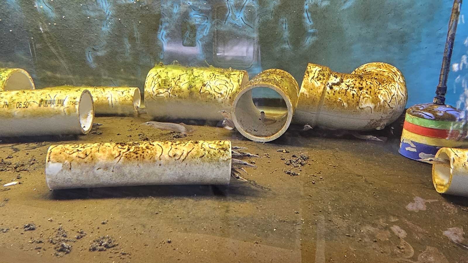 Eel fish peer out from their hiding place.