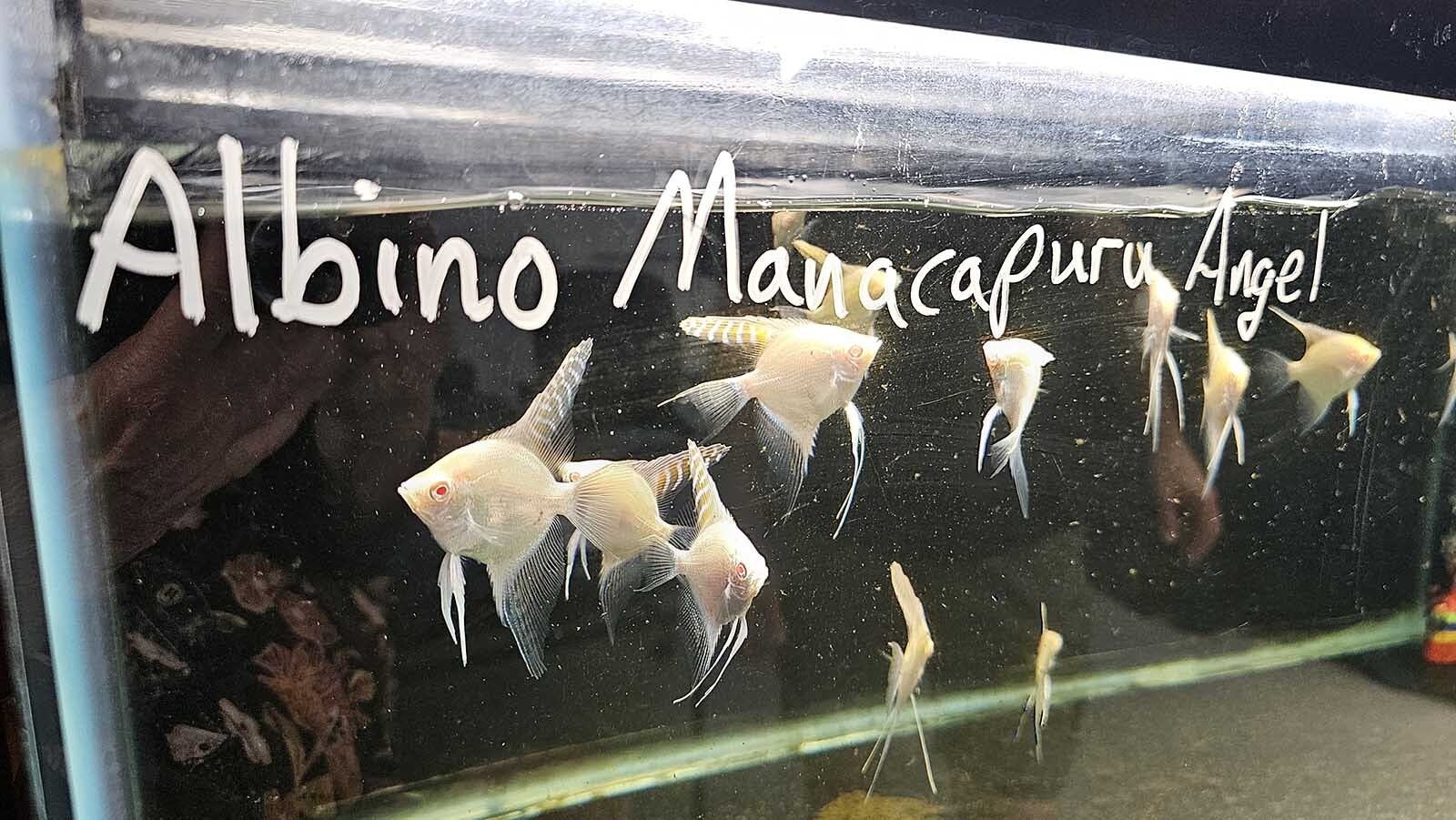 Albino angel fish keep a watchful eye on the humans standing nearby.