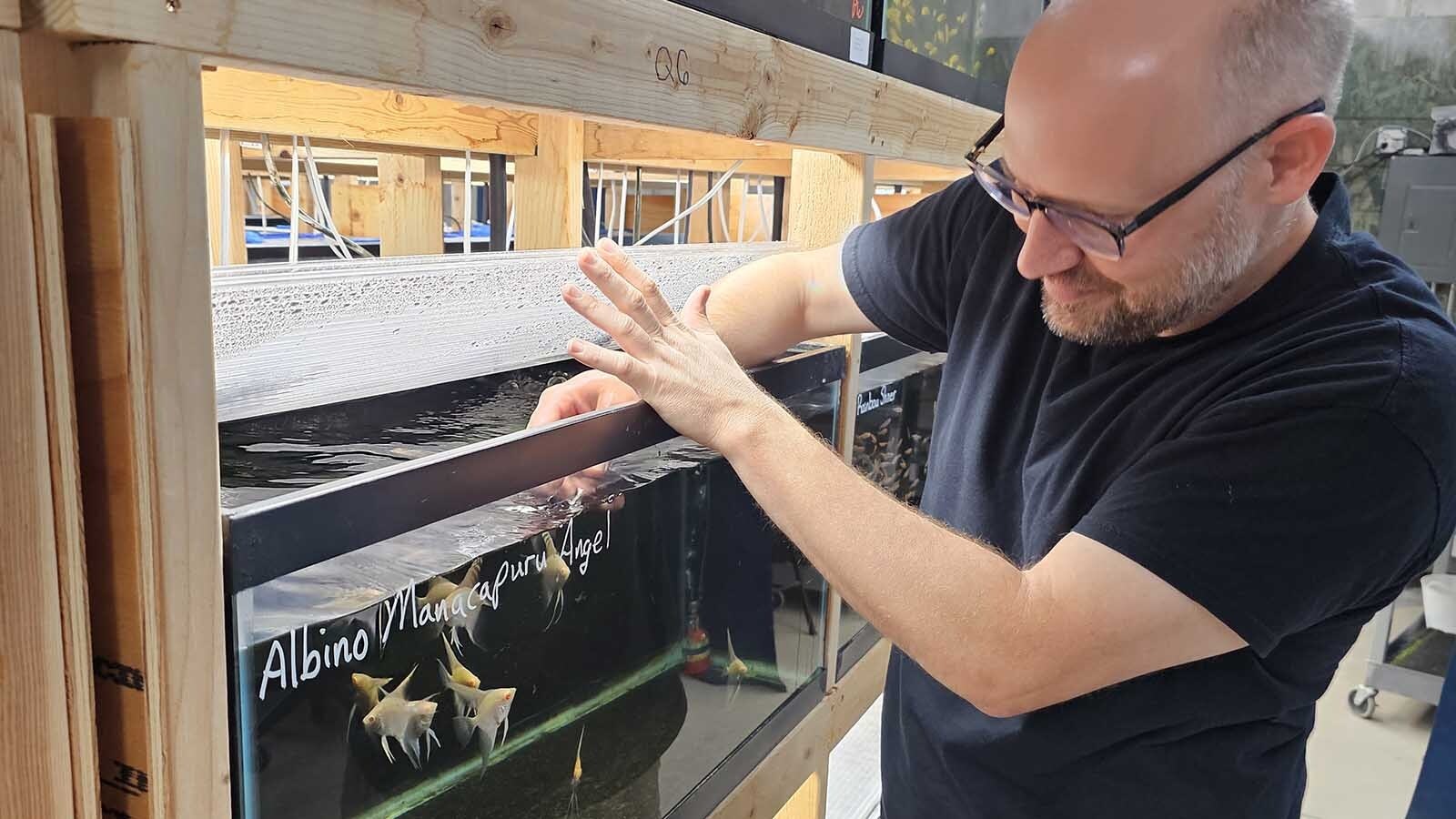 Dan Hodnett feeds some angel fish at his business Dan's Fish.
