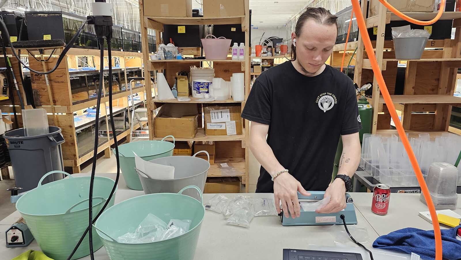 A worker seals fish in a bag and pumps the bags full of extra oxygen for their journey.