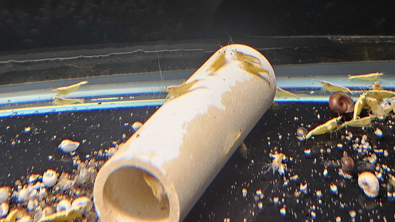 Shrimp just hanging out.