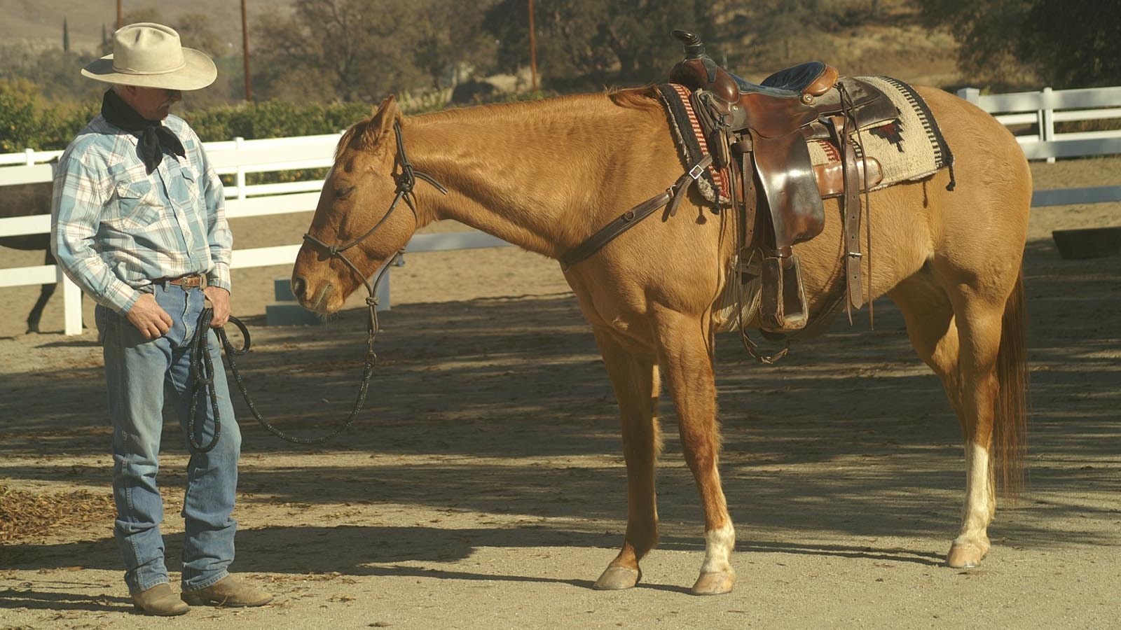 Dave Stamey once wrote a song about his wife's treasured buckskin horse.