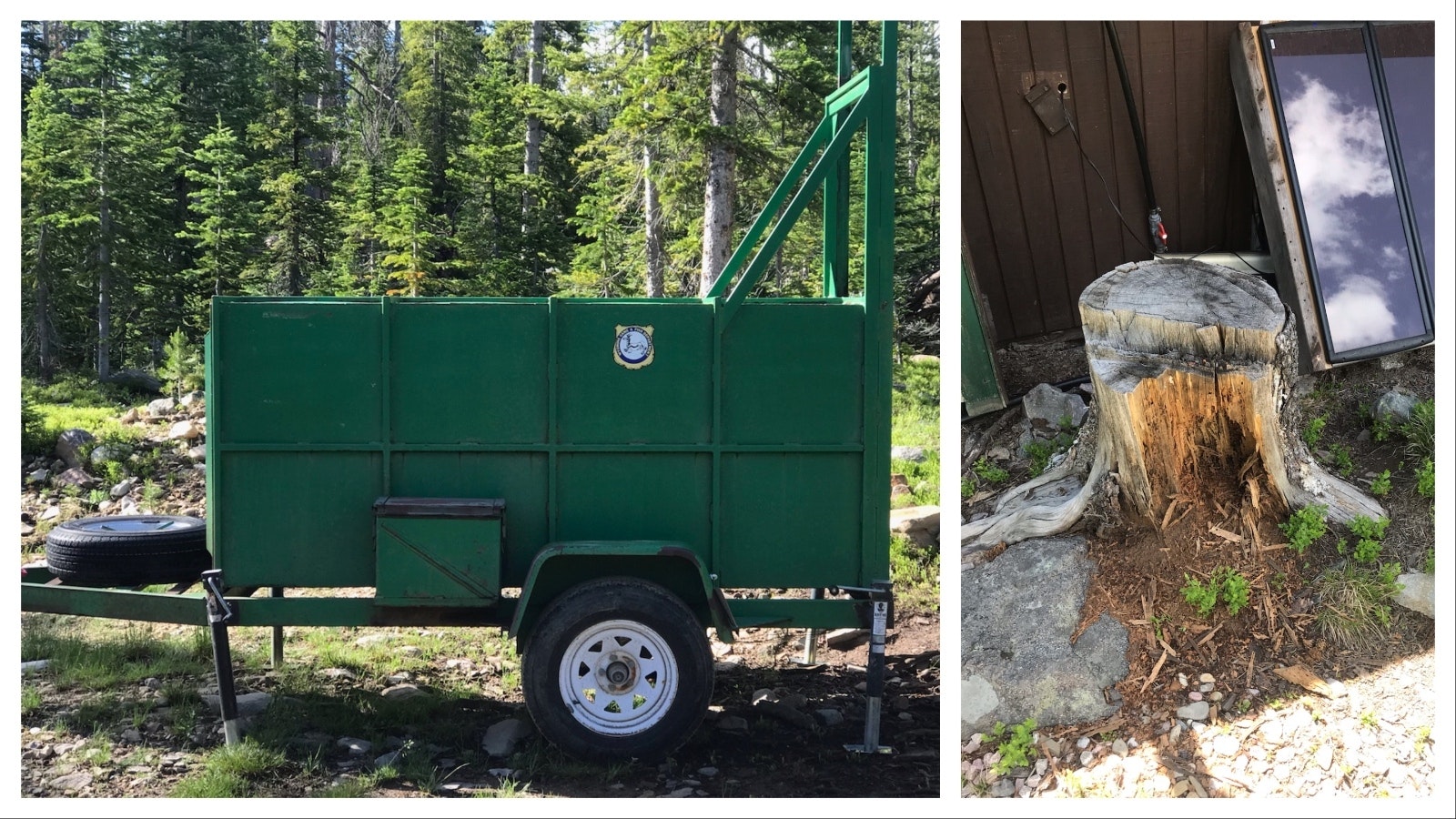 Wyoming Game and Fish wardens recently set up this bear trap near some cabins in the Snowy Range Mountains. A black bear has been destroying property and broke into a cabin there. Right, a black bear tore open this stump near a cabin in the Snowy Range Mountains. The bear gobbled up an ant colony that was inside.