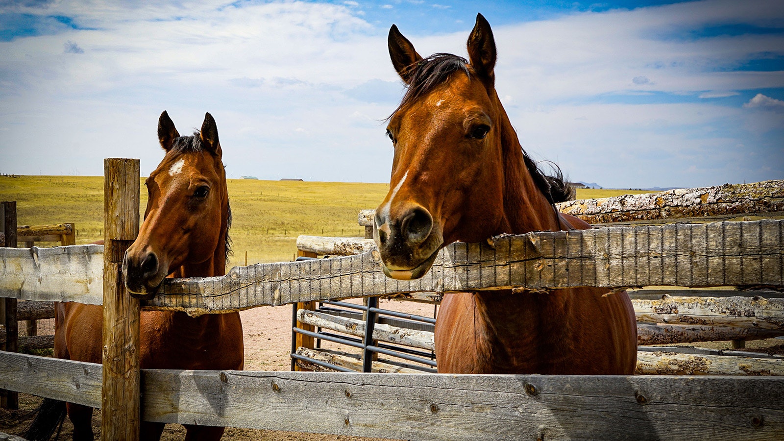 Wyndy and Jack are a pair of the older horses at the Davissa Ranch near Cheyenne.