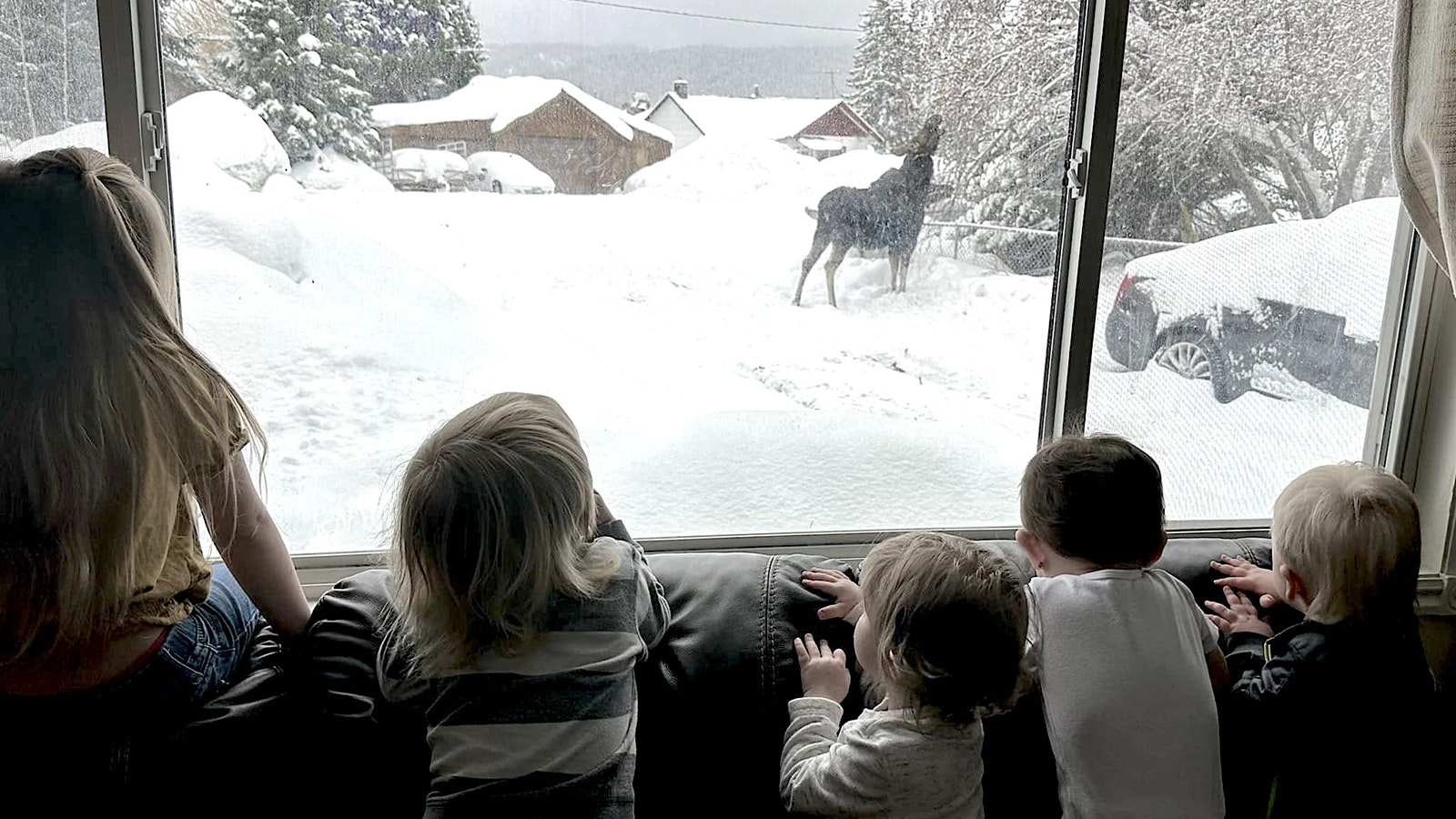 Daycare moose 1 2 22 23