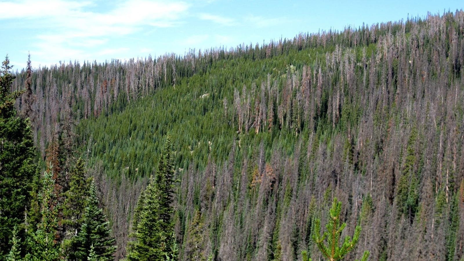 Buildup of dead timber is a concern on National Forests in Wyoming and other Western States. Some forest users hope that under new leadership, the Forest Service will start cleaning it up. Here, large stands of dead trees in the Medicine Bow National Forest in southern Wyoming pose a wildfire risk.