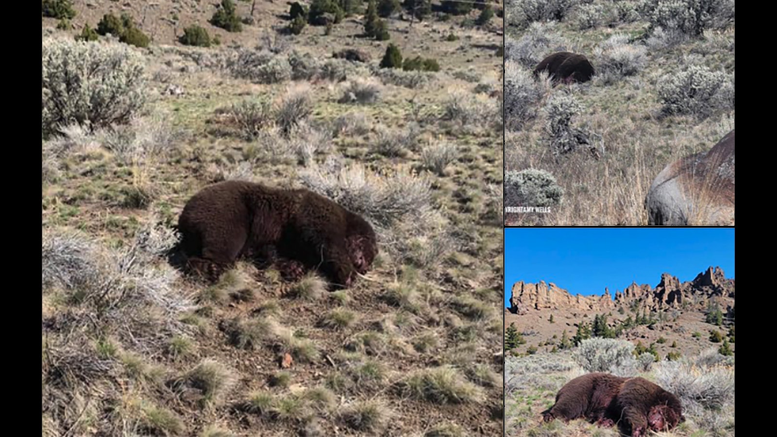 Facebook posts, such as this one on the Wild Love Images wildlife photography Facebook page, show photos of a grizzly bear that was reported to have been shot and left dead Monday on the North Fork Highway between Cody and Yellowstone Park.