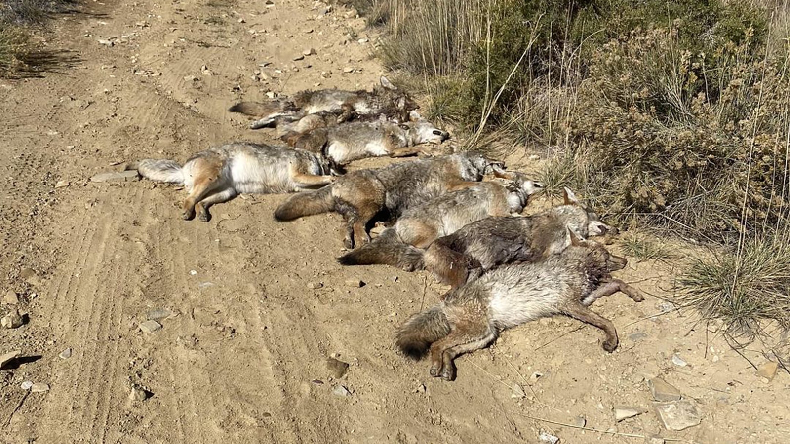 Jo Lynn Emerson of Rock Springs said she found four dead coyotes piled near a popular recreation area on Oct. 9, and three more added to the pile on Sunday.
