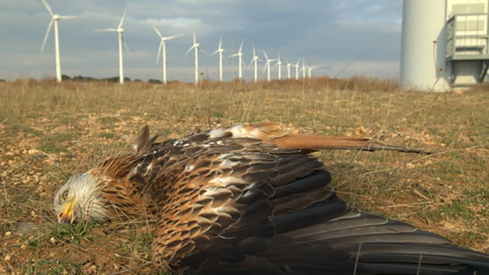 A California long-range hunter says wind turbines can be so deadly he calls them "Cuisinart mixers for birds."