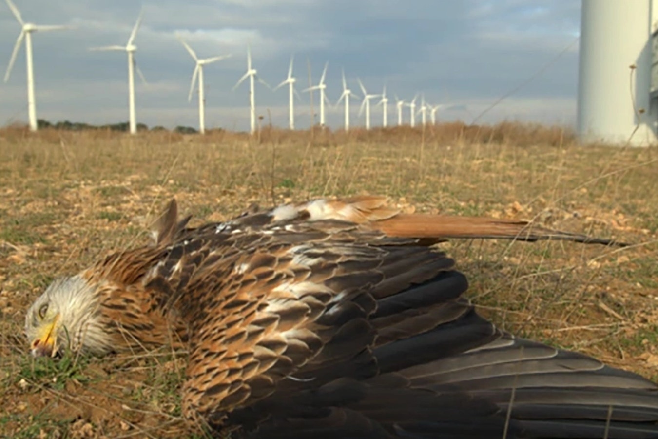 A California long-range hunter says wind turbines can be so deadly he calls them "Cuisinart mixers for birds."