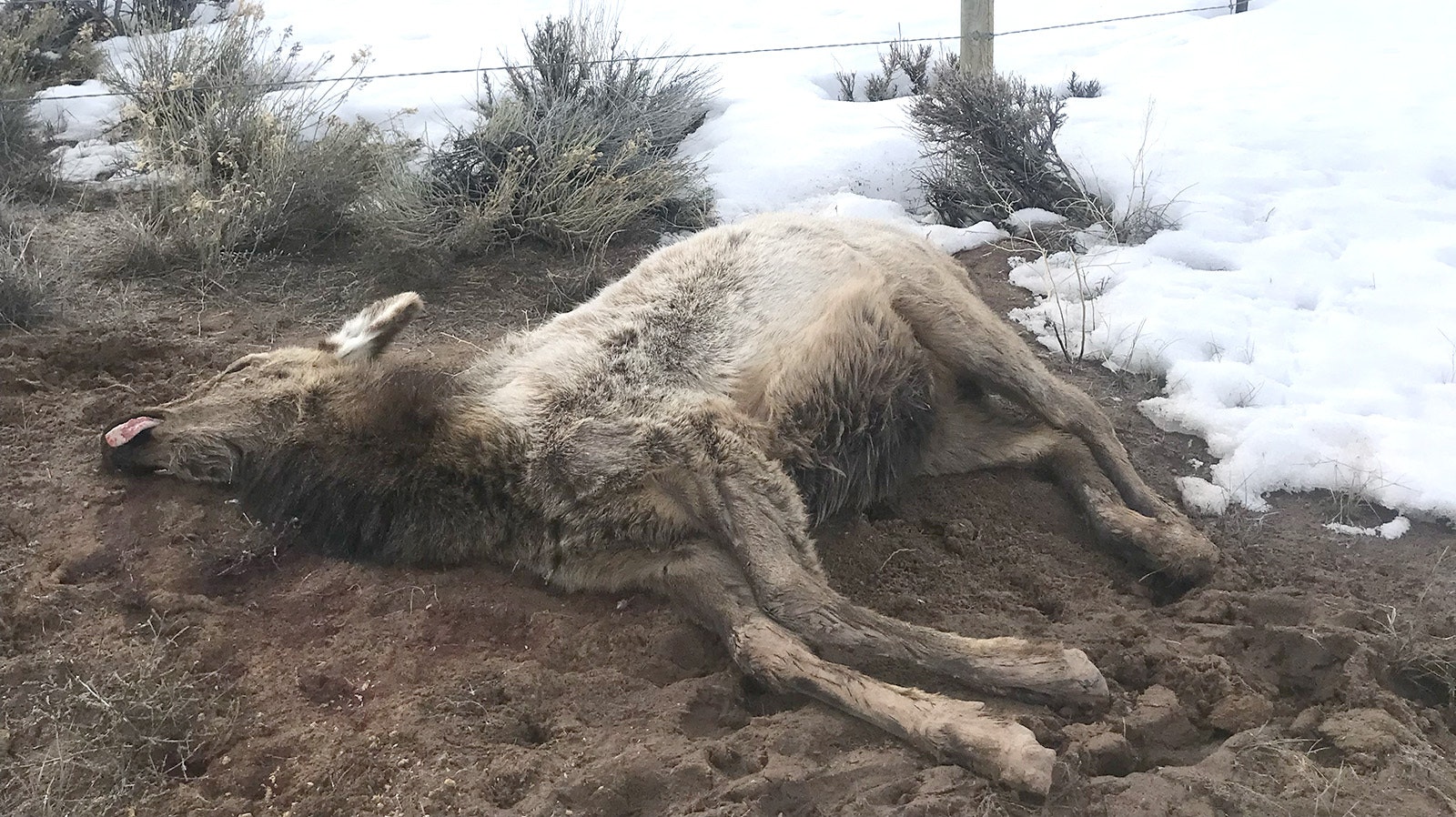 Winter was so hard in Sublette County, even the largest and toughest of animals, elk and moose, were dying.