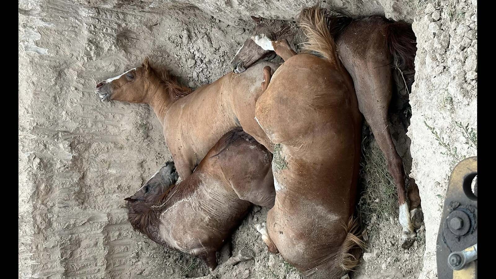 These four horses owned by Joe and Lindsay Bright of Converse County, Wyoming, were found dead July 31. An investigation is ongoing, but the owners say they believe their horses were poisoned.