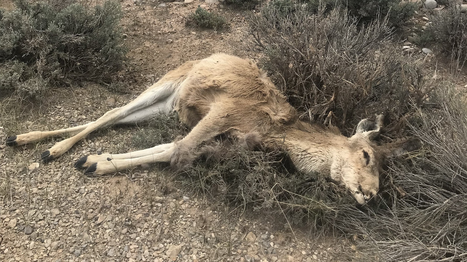 Countless mule deer died along oil field roads in the Sublette County this winter. The deer came to the roads to escape deep, crusted snow, only to starve to death.
