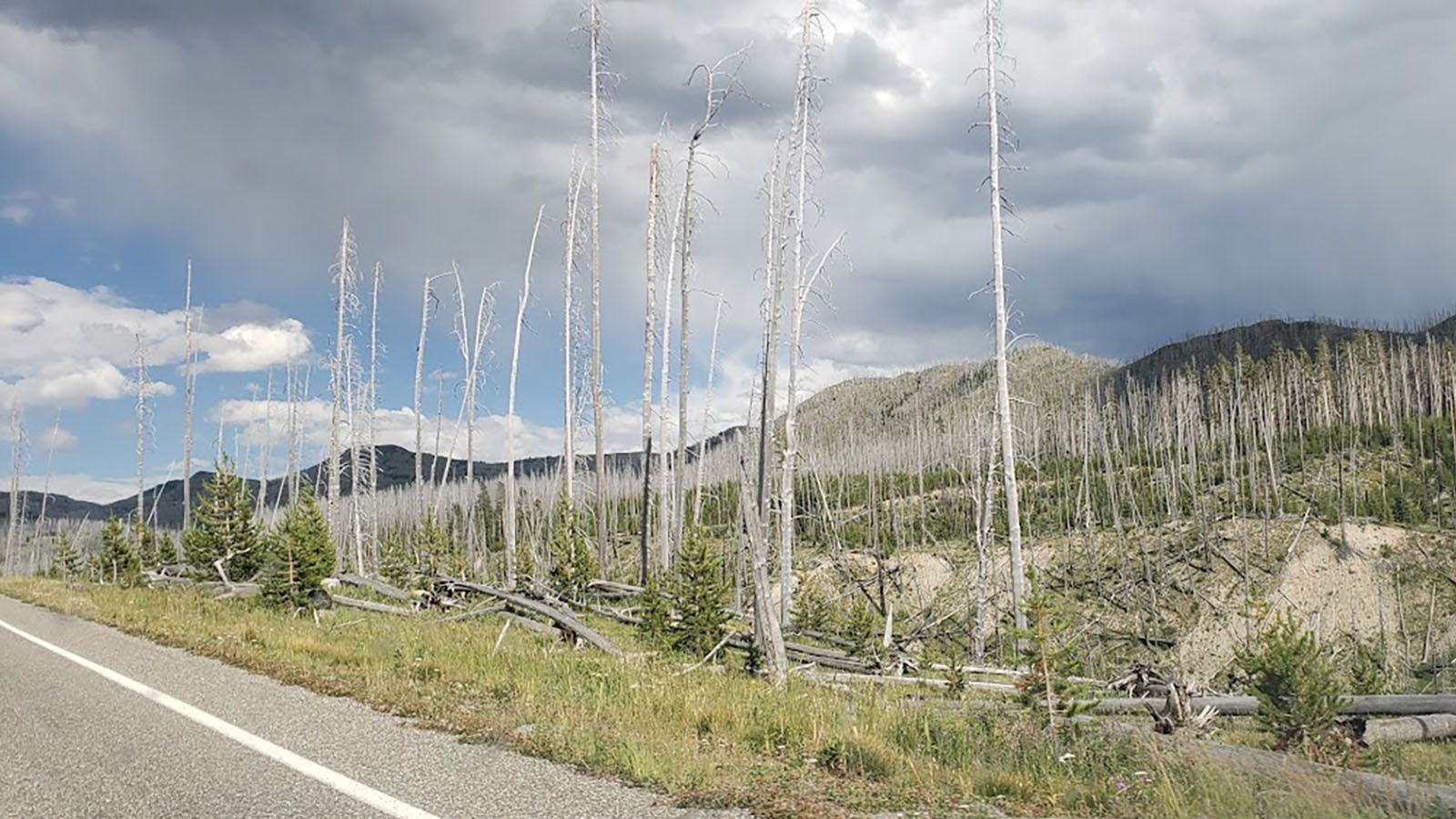 Stands of dead timber like this one in Yellowstone National Park are a common sight along Wyoming roads in the wake of a massive pine beetle epidemic. Efforts continue to remove hazardous trees before they fall into the road.