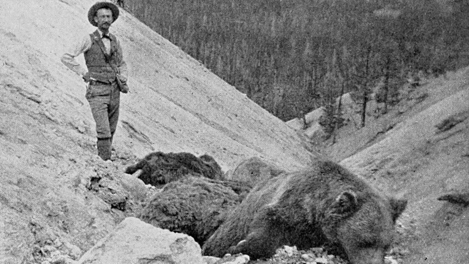 The carcass of a large silver-tipped grizzly bear, which succumbed to poisonous gases in the area known as Death Gulch in Yellowstone National Park in 1897.