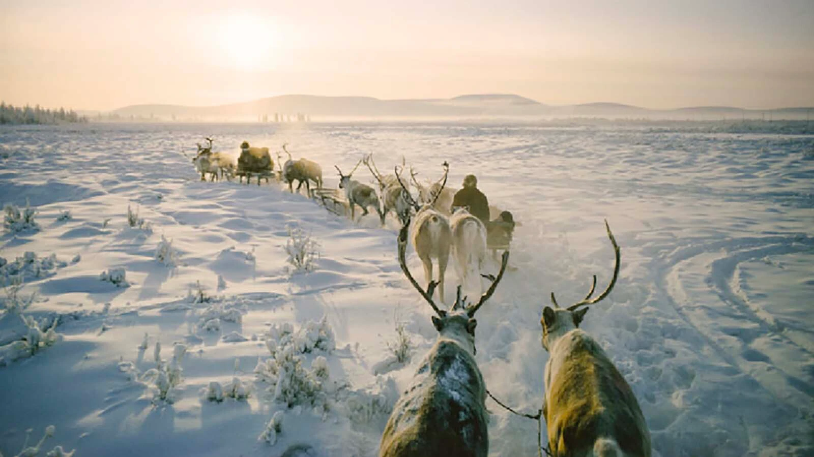 Reindeer pull sleighs across the frozen Siberian landscape.