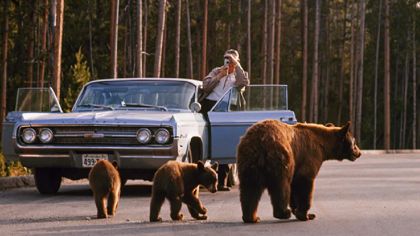 Tourists check out the bears in Yellowstone.