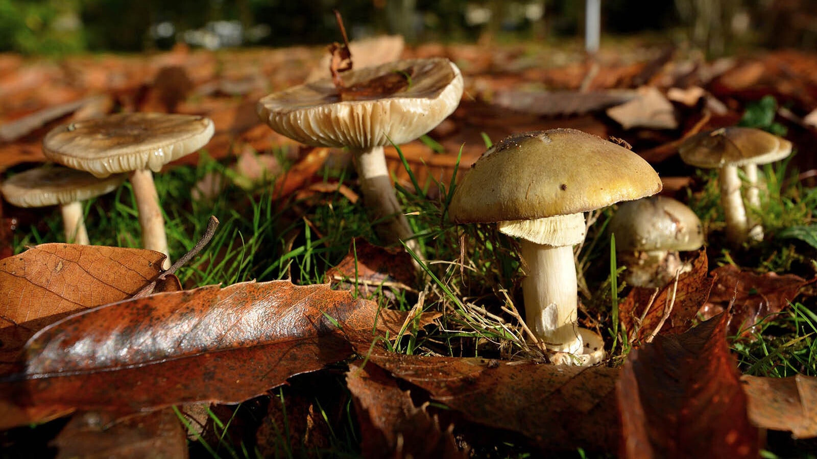 Death Cap Mushrooms Getty 10 14 22
