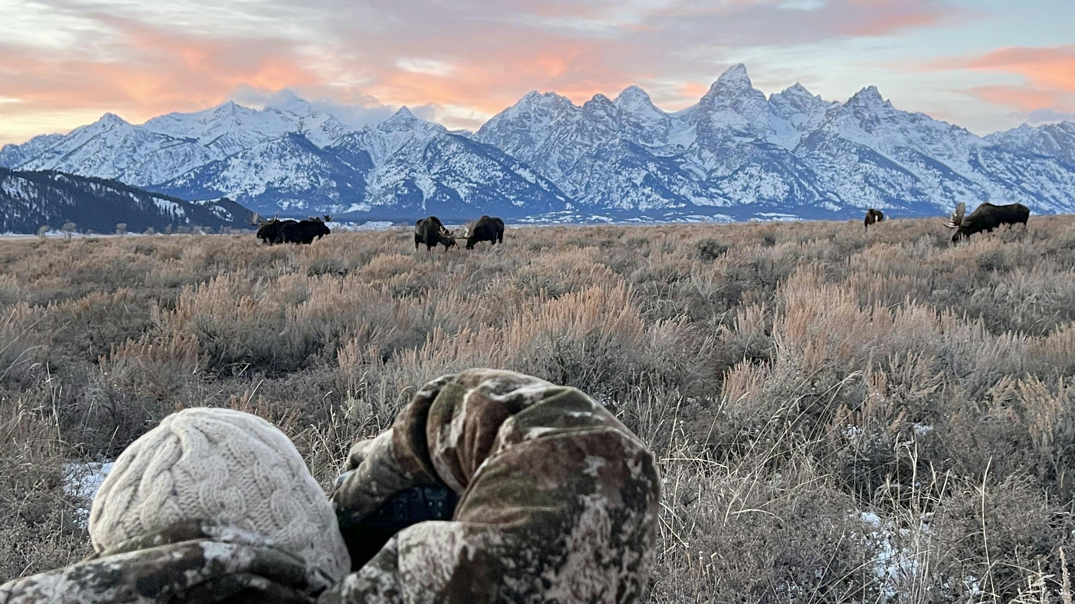 Wildlife Photographer Deb Richardson of Star Valley loves a place near Wyoming’s Grand Tetons that draws gobs of bull moose during November and December, but she’s worried the spot might have been “discovered” and will start drawing human crowds too.