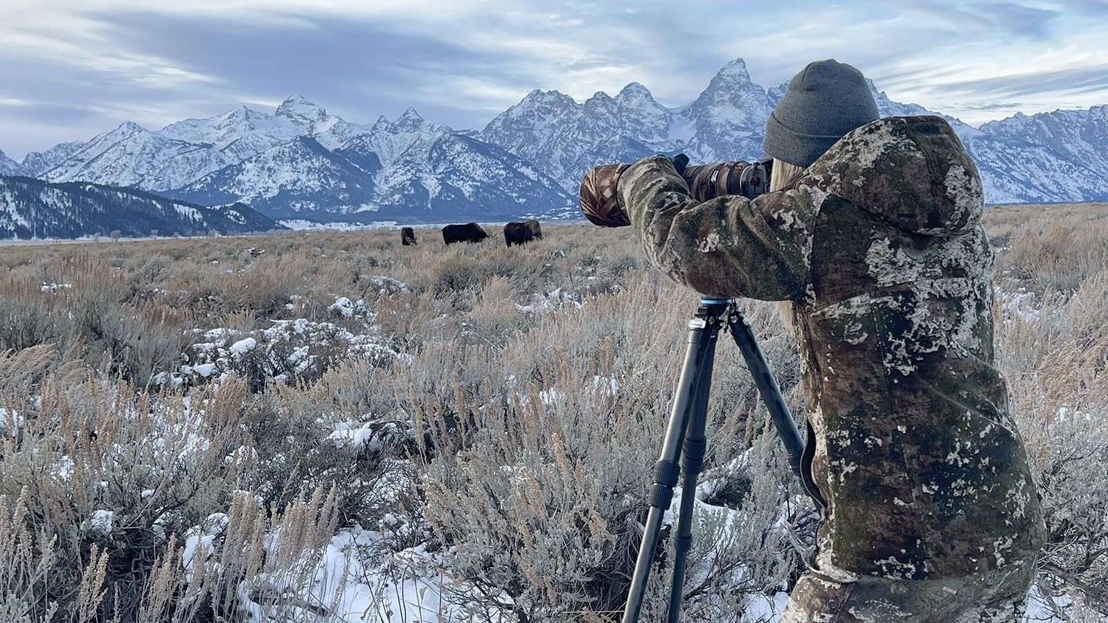 Wildlife Photographer Deb Richardson of Star Valley loves a place near Wyoming’s Grand Tetons that draws gobs of bull moose during November and December, but she’s worried the spot might have been “discovered” and will start drawing human crowds too.