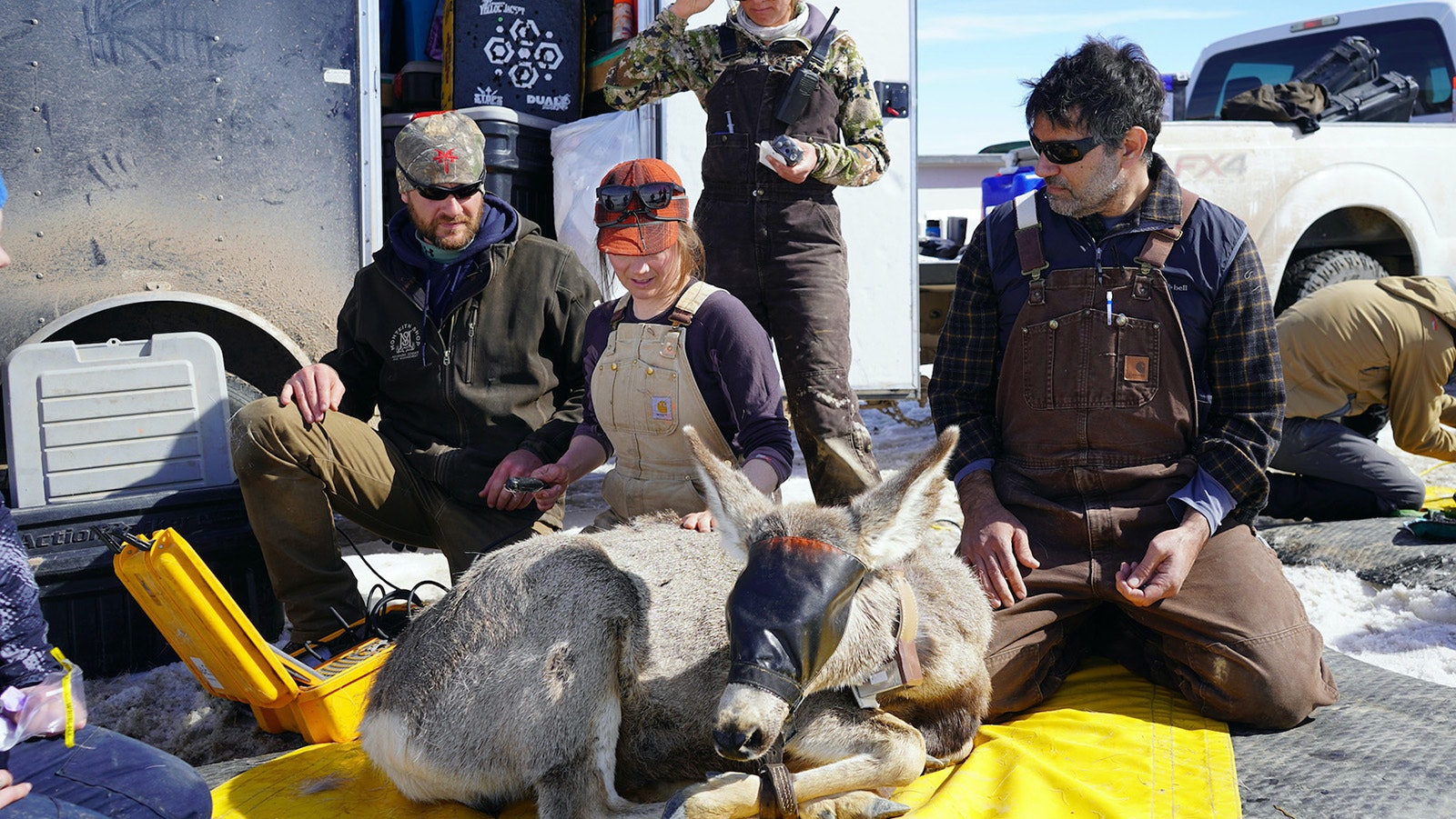 From left, biologists Kevin Monteith, Samantha Dwinnell, Anna Ortega and Matt Kauffman work on Deer 255 during spring migration capture operations near Superior in March 2019.