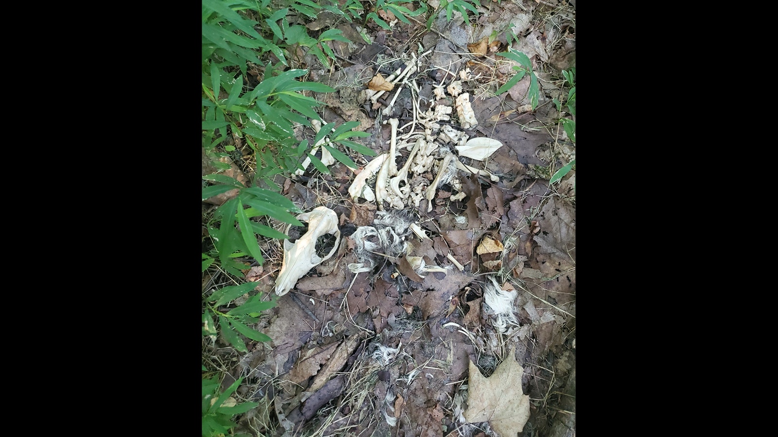 This photo of deer bones was taken by West Virginia hunter David Stiltner, who said his state has gone through devastating deer losses, such as what Wyoming is experiencing now. He admires many hunters giving up their Wyoming deer tags this year.